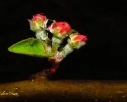Flor de manzano con lluvia