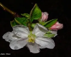 Flor de manzano con lluvia