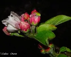 Flor de manzano con lluvia