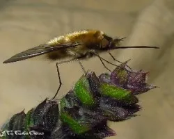 Systoechus ctenopterus