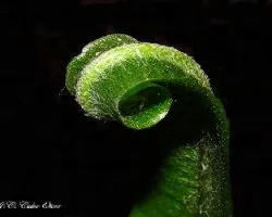 El nacimiento de una hoja