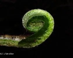 El nacimiento de una hoja