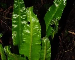 El nacimiento de una hoja