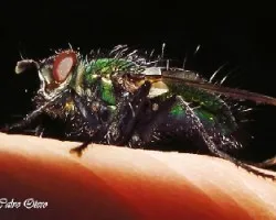 Mosca peluda