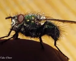 Mosca peluda