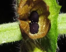 Las semillitas para limpiar los ojos