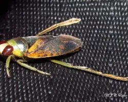 Bichito raro (nadadores de espalda)Notonecta glauca