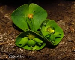 Euphorbia dulcis