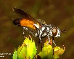 Una mosca rara?