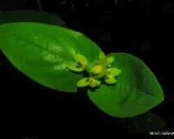 Euphorbia segetalis