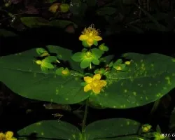 Euphorbia segetalis