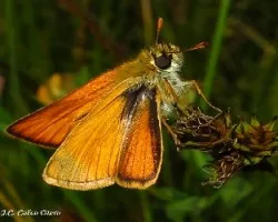 Thymelicus acteaón