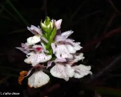 Orquidea silvestre para cindy