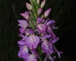 Orquidea silvestre para cindy