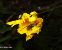 Flor con bichitos