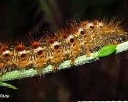 Gusanito