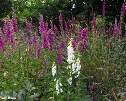 Digitalis purpurea