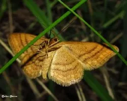 Geométridos-mariposita durmiendo