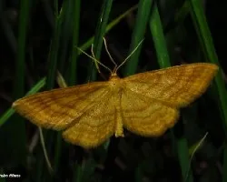 Geométridos-mariposita durmiendo