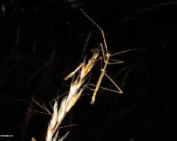 Phasmatodea