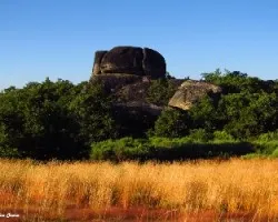 Fraga de dario