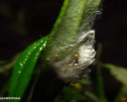 Nido de arañas