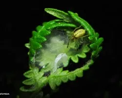 Nido de araña