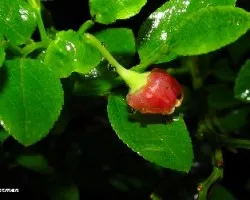 Vaccinium myrtillus