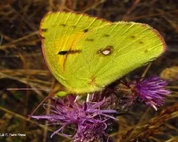 Colias croceus
