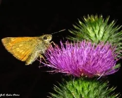 Familia hesperiidae /hespéridos 