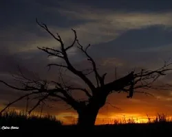 Silueta muerta y un atardecer