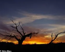 El ocaso de un castaño