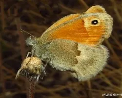 Coenonympha pamphilus