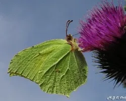 Mariposa hoja-mariposa limonera (goneperix rhamni)