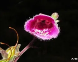 Digitalis purpurea