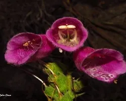 El interior de la digitalis