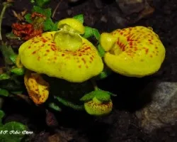 Calceolaria