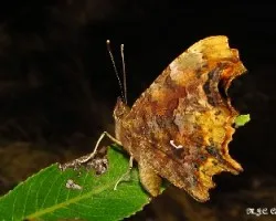 Polygonia c-album