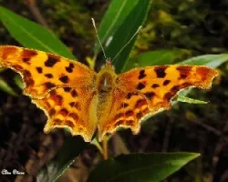 Polygonia c-album