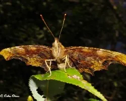 Polygonia c-album