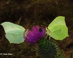 Gonepteryx rhamni