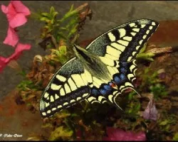 Papilio machaon