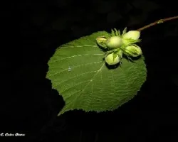 Corylus avellana.