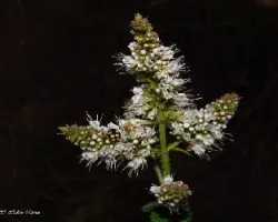 Mentha suaveolens