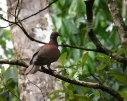 Patagioenas flavirostris