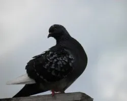 Columba livia