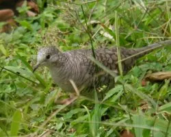 Inca Dove Tortolita Mexicana Columbina inca