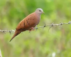 Columbina talpacoti
