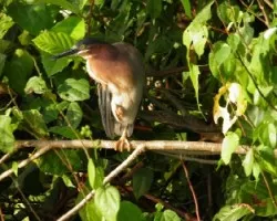 Green back heron Garcita Verdosa butorides Striatus