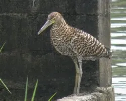 Tigrisoma mexicanum